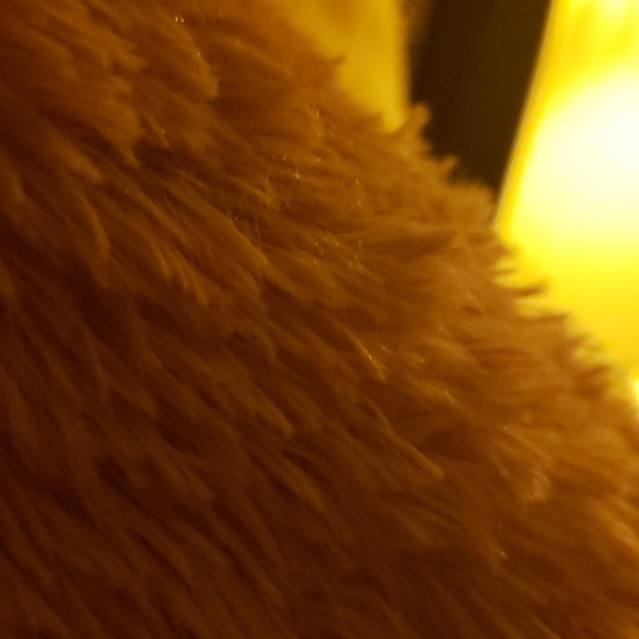 Hair sample of latte the oversized bear's fur - Picture 1 of 1
